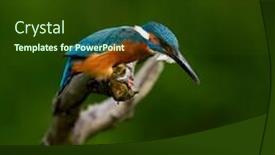  Presentation with alcedo - Amazing PPT theme having common-kingfisher-alcedo-atthis-eurasian backdrop and a tawny brown colored foreground