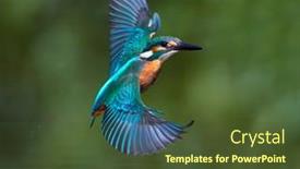  Presentation with alcedo - Slide deck enhanced with common-kingfisher-alcedo-atthis background and a tawny brown colored foreground