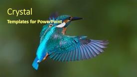  Presentation with alcedo - Amazing PPT theme having common-kingfisher-alcedo-atthis backdrop and a tawny brown colored foreground