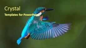 Presentation with alcedo - PPT theme enhanced with common-kingfisher-alcedo-atthis background and a tawny brown colored foreground