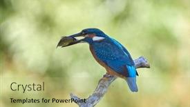  Presentation with alcedo - Beautiful theme featuring common-kingfisher-alcedo-atthis backdrop and a mint green colored foreground