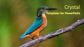 Presentation with alcedo - PPT layouts with common-kingfisher-alcedo-atthis background and a tawny brown colored foreground