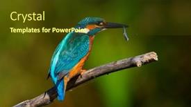  Presentation with alcedo - Colorful PPT theme enhanced with common-kingfisher-alcedo-atthis backdrop and a tawny brown colored foreground