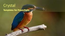  Presentation with alcedo - Slide deck consisting of common-kingfisher-alcedo-atthis background and a tawny brown colored foreground