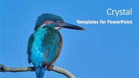  Presentation with alcedo - Audience pleasing presentation theme consisting of common-kingfisher-alcedo-atthis backdrop and a teal colored foreground