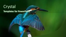  Presentation with alcedo - Presentation theme enhanced with common-kingfisher-alcedo-atthis background and a forest green colored foreground