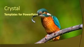  Presentation with alcedo - Presentation with common-kingfisher-alcedo-atthis background and a tawny brown colored foreground
