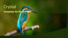  Presentation with alcedo - Audience pleasing presentation consisting of common-kingfisher-alcedo-atthis backdrop and a tawny brown colored foreground