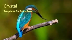  Presentation with alcedo - Beautiful presentation featuring common-kingfisher-alcedo-atthis backdrop and a tawny brown colored foreground