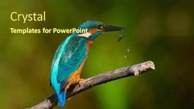  Presentation with alcedo - PPT layouts featuring common-kingfisher-alcedo-atthis background and a tawny brown colored foreground