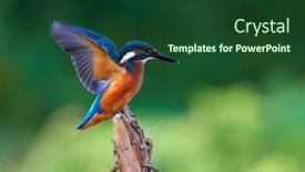  Presentation with alcedo - Cool new slides with common-kingfisher-alcedo-atthis backdrop and a forest green colored foreground