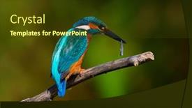  Presentation with alcedo - Colorful PPT theme enhanced with common-kingfisher-alcedo-atthis backdrop and a tawny brown colored foreground