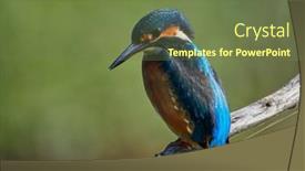  Presentation with alcedo - Presentation design featuring common-kingfisher-alcedo-atthis background and a tawny brown colored foreground