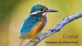  Presentation with alcedo - Presentation theme enhanced with common-kingfisher-alcedo-atthis background and a  colored foreground