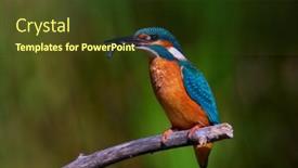  Presentation with alcedo - PPT layouts enhanced with common-kingfisher-in-natural-habitat background and a tawny brown colored foreground