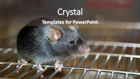  Presentation with laboratory mouse - Cool new presentation with common laboratory mouse mus musculus backdrop and a dark gray colored foreground