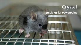  Presentation with laboratory mouse - Amazing PPT theme having common laboratory mouse mus musculus backdrop and a gray colored foreground