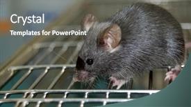  Presentation with cage - Slides consisting of common laboratory mouse mus musculus background and a gray colored foreground