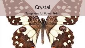  Presentation with lime - Presentation design having common lime butterfly isolated on white background and a coral colored foreground