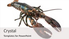  Presentation with blank whiteboard isolated on white - Presentation design having wood background eastern local restaurant background and a tawny brown colored foreground