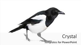  Presentation with quail bird common - Cool new presentation with common magpie pica pica backdrop and a white colored foreground