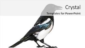  Presentation with quail bird common - Slide deck consisting of common magpie pica pica background and a white colored foreground