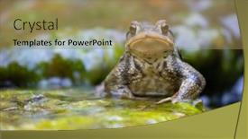  Presentation with stone - Presentation design enhanced with common-male-toad-bufo-bufo background and a coral colored foreground