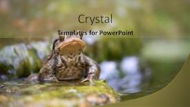  Presentation with stone - Amazing presentation theme having common-male-toad-bufo-bufo backdrop and a yellow colored foreground