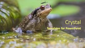  Presentation with stone - Cool new slide deck with common-male-toad-bufo-bufo backdrop and a tawny brown colored foreground