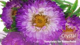  Presentation with flower - Slide deck with common-mallow-flower-malva-sylvestris background and a purple colored foreground