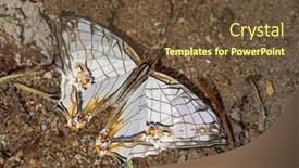  Presentation with soil water - PPT theme enhanced with common-map-butterfly-cyrestis-thyodamas background and a tawny brown colored foreground