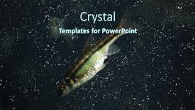  Presentation with wildlife - Beautiful PPT theme featuring common-minnow-phoxinus-phoxinus-wildlife backdrop and a wine colored foreground