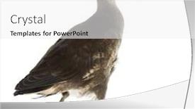  Presentation with swamp - Beautiful theme featuring common-moorhen-gallinula-chloropus backdrop and a white colored foreground