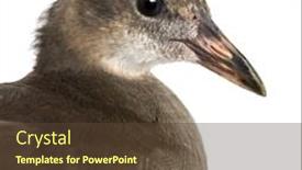  Presentation with swamp - PPT layouts with common-moorhen-gallinula-chloropus background and a tawny brown colored foreground