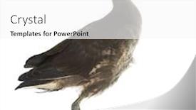  Presentation with swamp - Slide deck featuring common-moorhen-gallinula-chloropus background and a white colored foreground