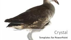  Presentation with swamp - Colorful PPT theme enhanced with common-moorhen-gallinula-chloropus backdrop and a white colored foreground