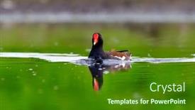  Presentation with natural - Audience pleasing presentation design consisting of common-moorhen-gallinula-chloropus backdrop and a forest green colored foreground