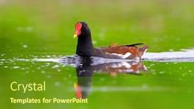  Presentation with natural - PPT theme having common-moorhen-gallinula-chloropus background and a tawny brown colored foreground
