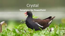  Presentation with natural - PPT layouts consisting of common-moorhen-gallinula-chloropus background and a gray colored foreground