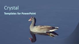  Presentation with wetlands - Slide set having common-moorhen-gallinula-chloropus background and a ocean colored foreground