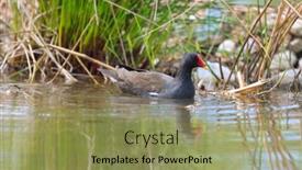  Presentation with swimming - Audience pleasing PPT layouts consisting of common-moorhen-water-bird-swimming backdrop and a yellow colored foreground