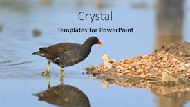  Presentation with bird - Slide deck with common-moorhen-water-bird background and a light blue colored foreground