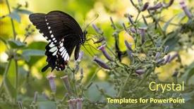  Presentation with mormon - Presentation theme with common-mormon-papilio-polytes-butterfly background and a tawny brown colored foreground