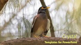  Presentation with bird - Theme having common myna indian mynah bird background and a tawny brown colored foreground