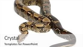  Presentation with color - Audience pleasing PPT theme consisting of frozen red raspberries in sorting and processing machines backdrop and a light gray colored foreground