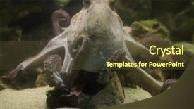  Presentation with octopus plastic - Presentation theme featuring common octopus octopus vulgaris also background and a tawny brown colored foreground