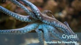  Presentation with octopus - Slides featuring common octopus octopus vulgaris sea background and a ocean colored foreground