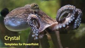  Presentation with thymus vulgaris - Cool new slide deck with common octopus octopus vulgaris wildlife backdrop and a tawny brown colored foreground