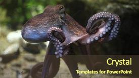  Presentation with octopus - Beautiful PPT layouts featuring common octopus octopus vulgaris wildlife backdrop and a tawny brown colored foreground