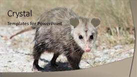  Presentation with florida - Presentation consisting of common opossum walking in florida background and a coral colored foreground